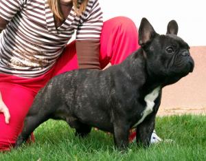 Frenchbulldogmale